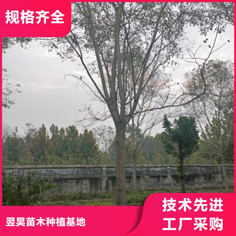 法桐小苗全国销售点