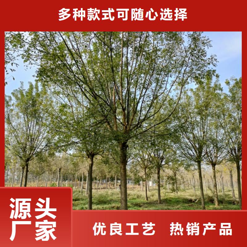 造型法桐品牌:翌昊苗木種植基地