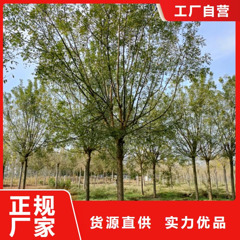 造型法桐采購(gòu)價(jià)格苗木基地