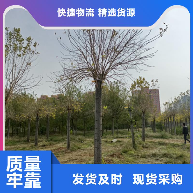 有现货的法桐小苗基地