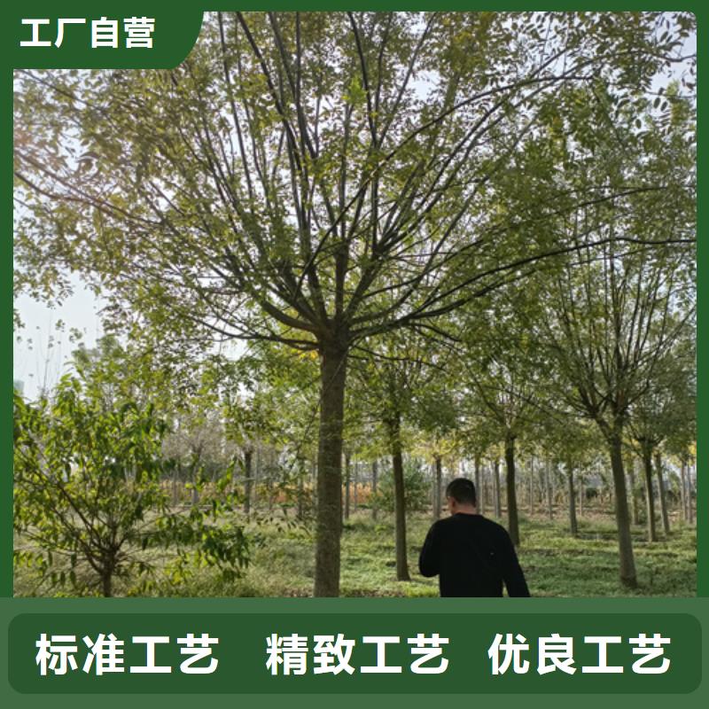 批發(fā)造型法桐的當(dāng)?shù)貜S家