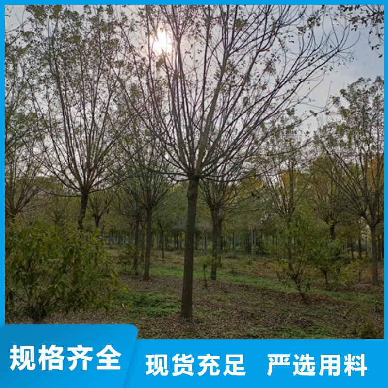 法桐小苗貨源充足苗木基地