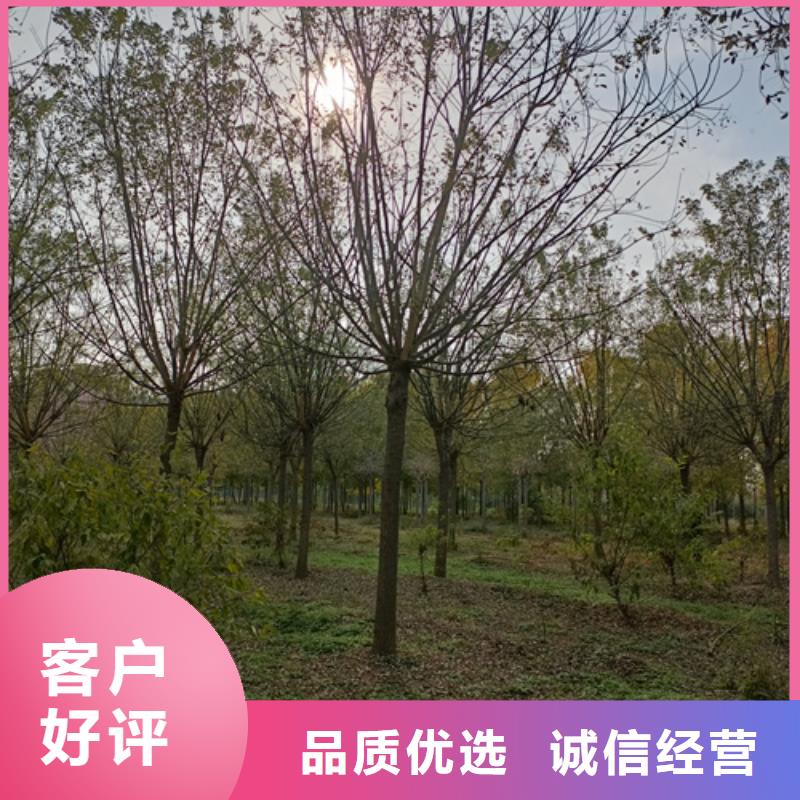 造型法桐_翌昊苗木種植基地