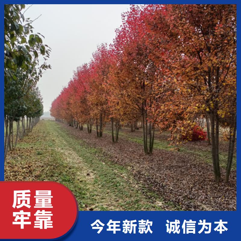 【法桐美國紅楓源頭廠家量大價優】