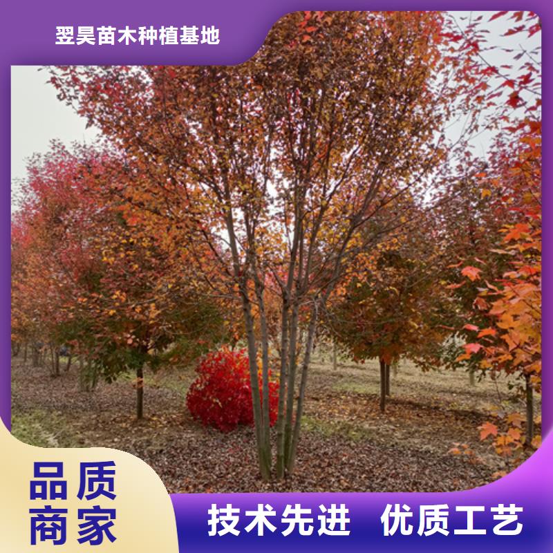 速生法桐擇優(yōu)推薦苗木基地