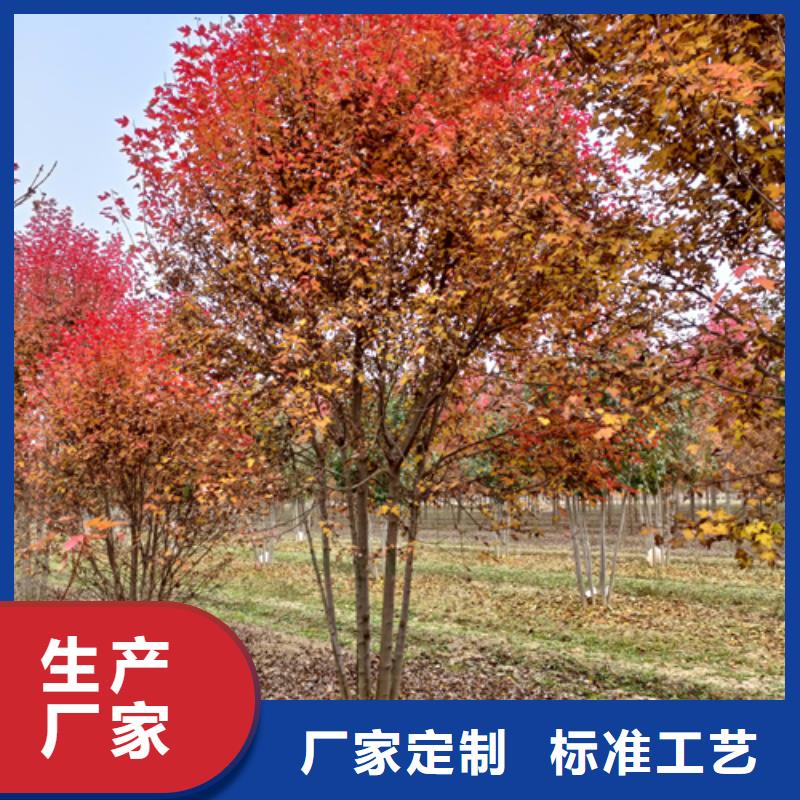 速生法桐廠家-型號齊全