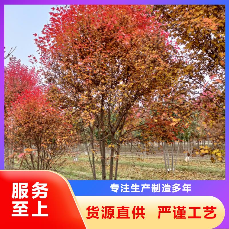 法桐【炫麗海棠】拒絕偽劣產(chǎn)品