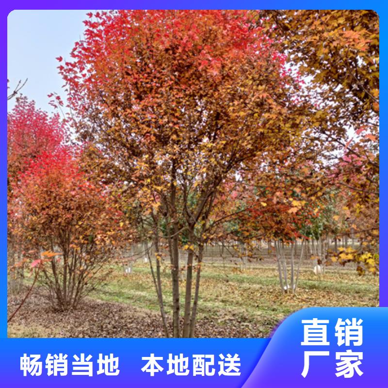 法桐價(jià)格種植基地綠化苗木