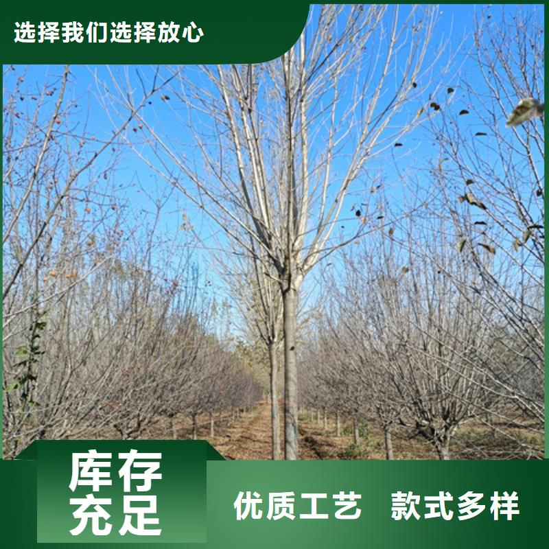 法桐價格種植基地綠化苗木