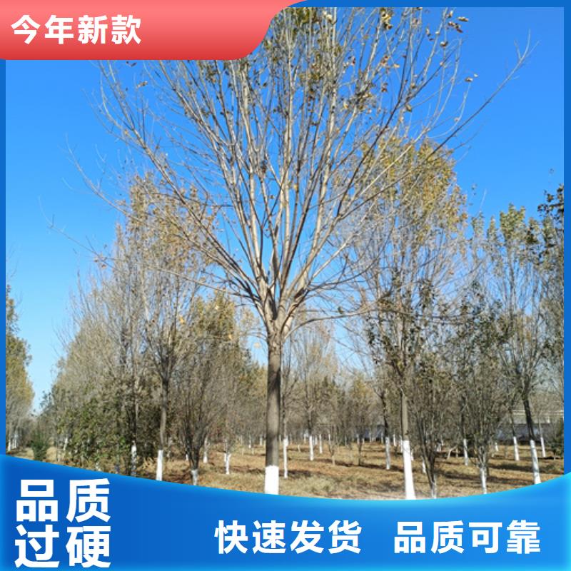 購(gòu)買速生法桐認(rèn)準(zhǔn)翌昊苗木種植基地