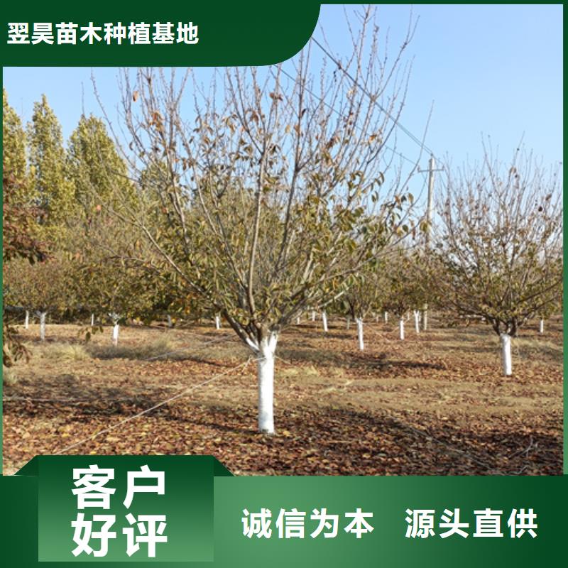 速生法桐廠家直銷-翌昊苗木種植基地