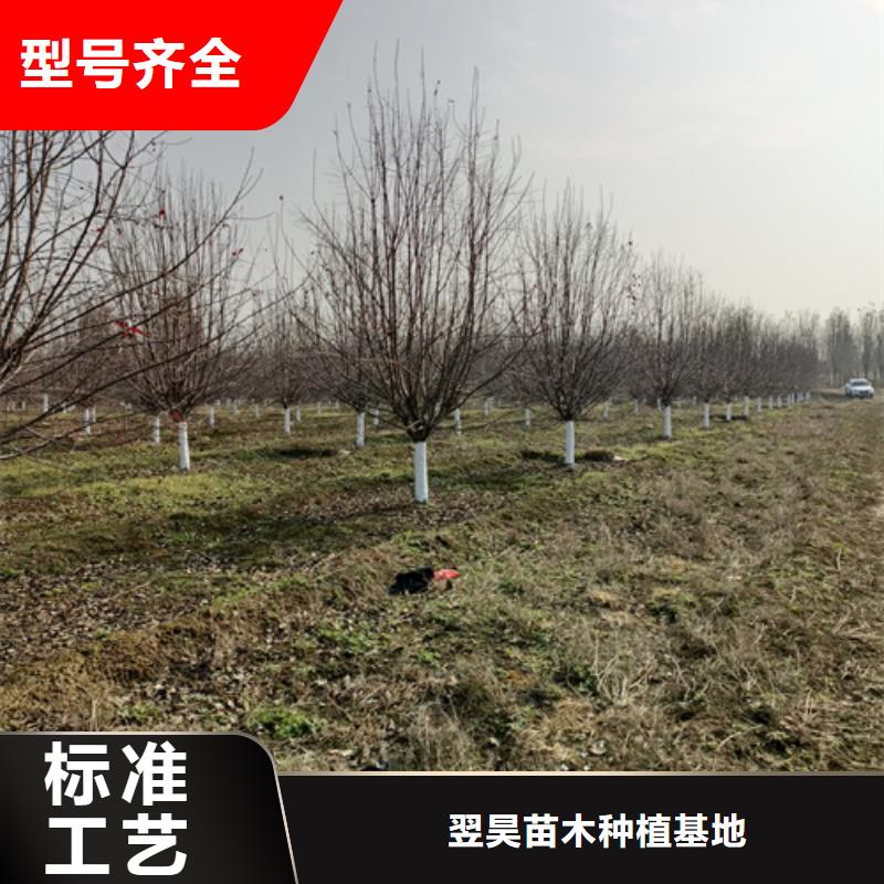 選購(gòu)法桐基地認(rèn)準(zhǔn)翌昊苗木種植基地