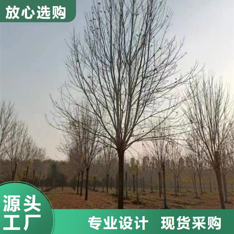 质量可靠的速生法桐基地