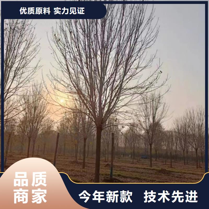 選購(gòu)法桐基地認(rèn)準(zhǔn)翌昊苗木種植基地