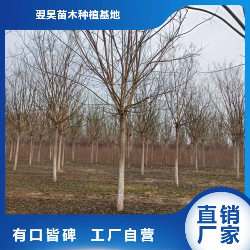 造型法桐制造廠_翌昊苗木種植基地