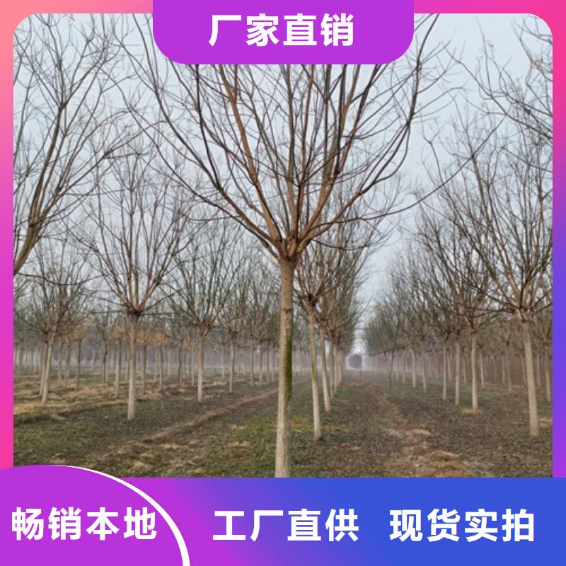 速生法桐种植基地绿化苗木