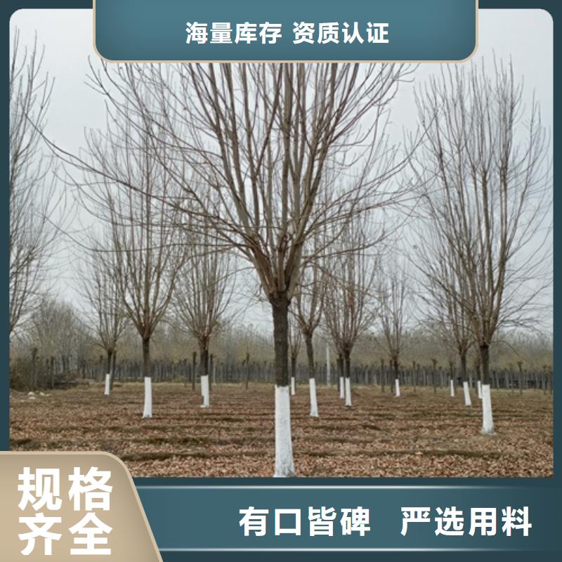 造型法桐找翌昊苗木種植基地