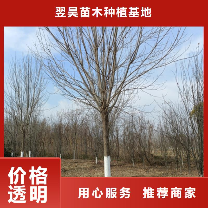 法桐小苗廠家直銷-誠信經(jīng)營