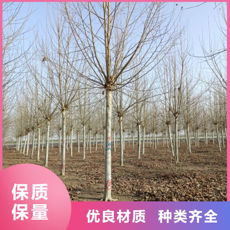 法桐五角楓分類和特點