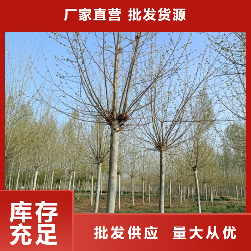 法桐價(jià)格種植基地綠化苗木