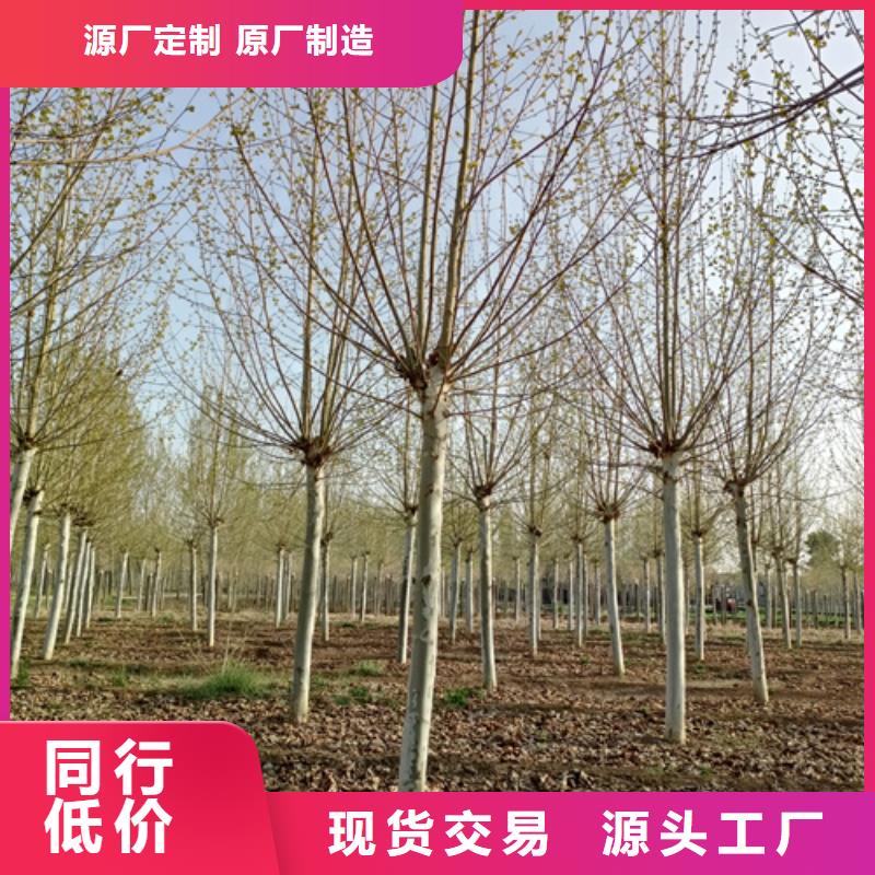 選法桐認(rèn)準(zhǔn)翌昊苗木種植基地