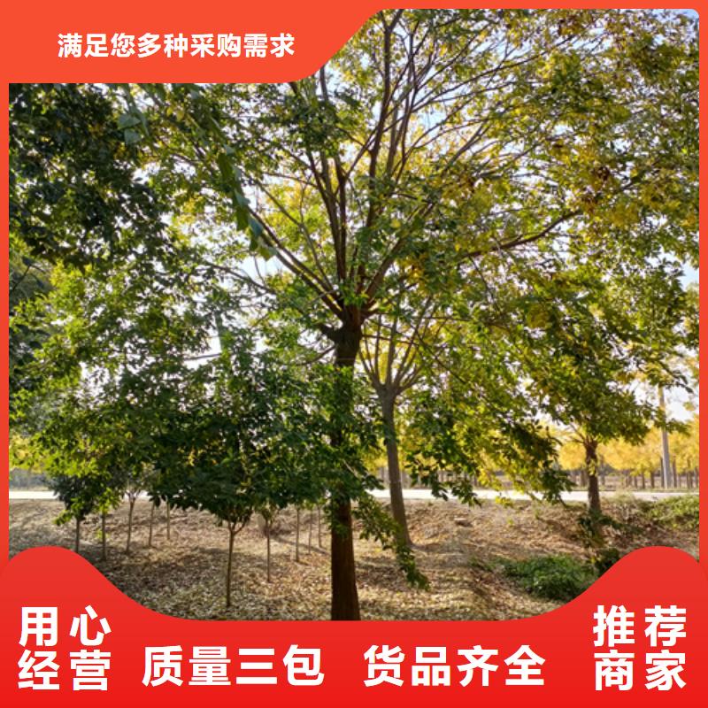 【法桐美國紅楓源頭廠家量大價優】