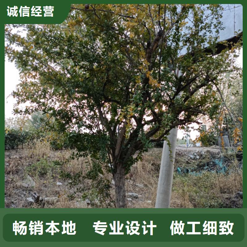 選購(gòu)法桐基地認(rèn)準(zhǔn)翌昊苗木種植基地