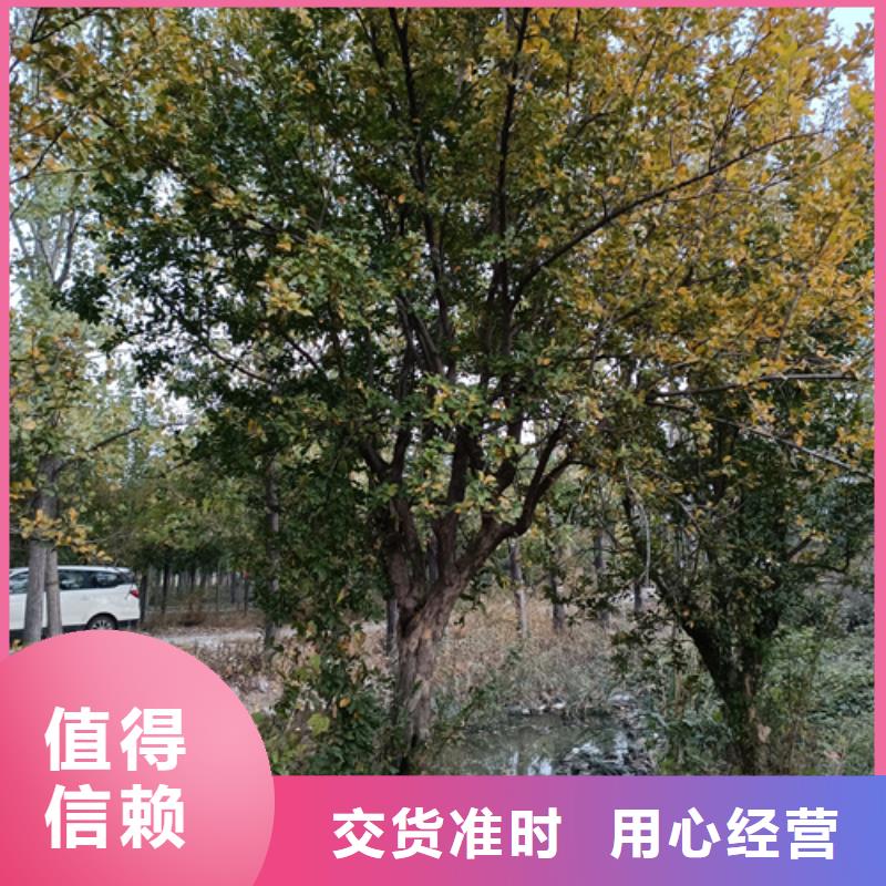 造型法桐找翌昊苗木種植基地