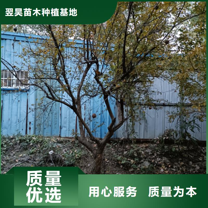 法桐承諾守信苗木基地