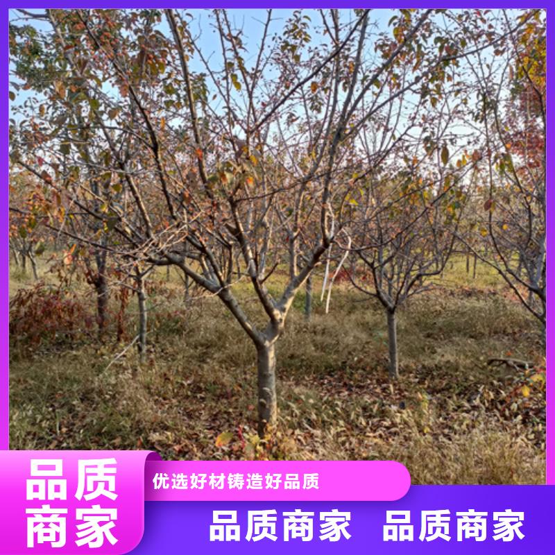 法桐小苗銷售公司-價格合理