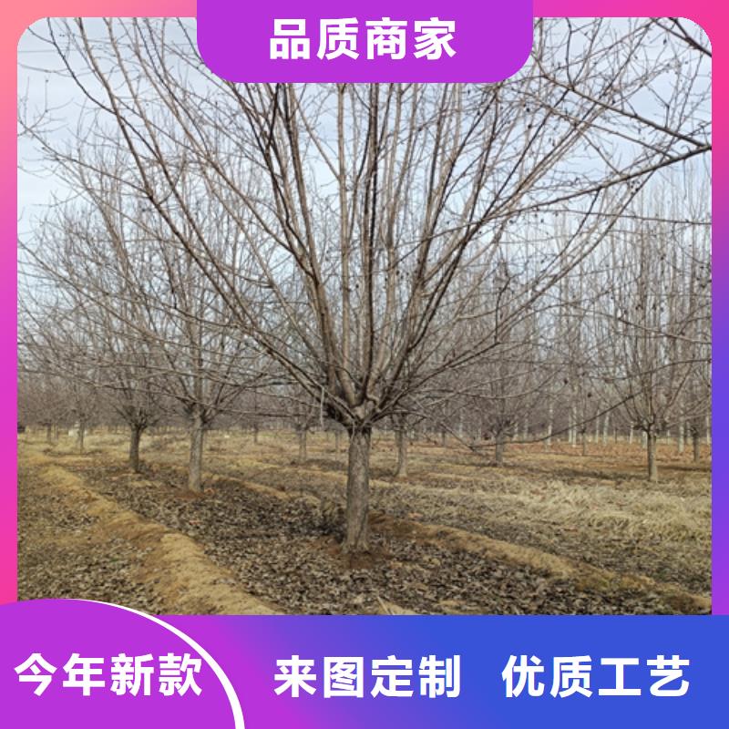 【法桐垂丝海棠48小时发货】