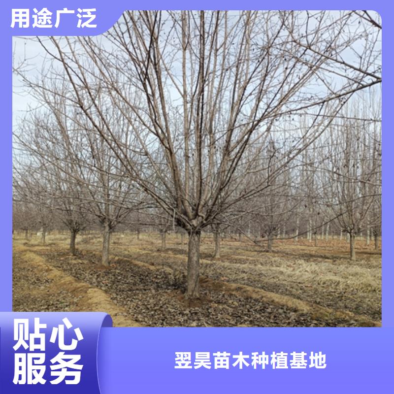 造型法桐品牌:翌昊苗木種植基地