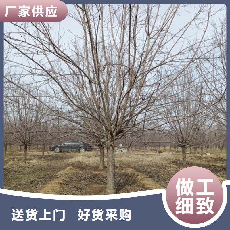 造型法桐_翌昊苗木種植基地