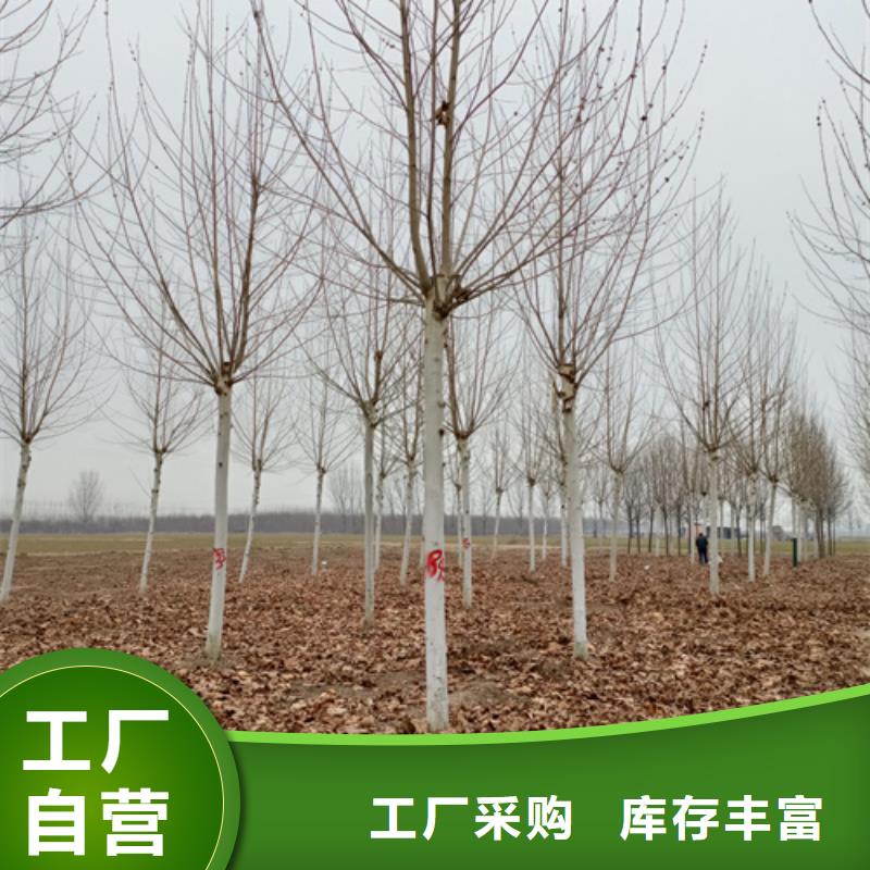 口碑好的造型法桐基地