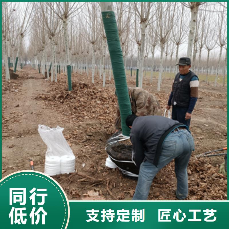 選法桐認(rèn)準(zhǔn)翌昊苗木種植基地