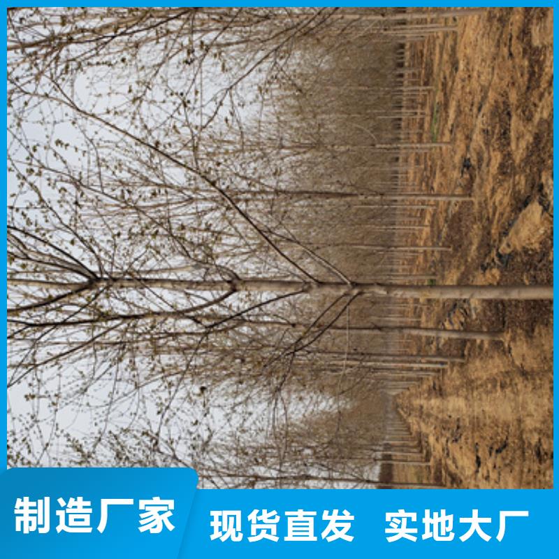 選速生法桐認(rèn)準(zhǔn)翌昊苗木種植基地