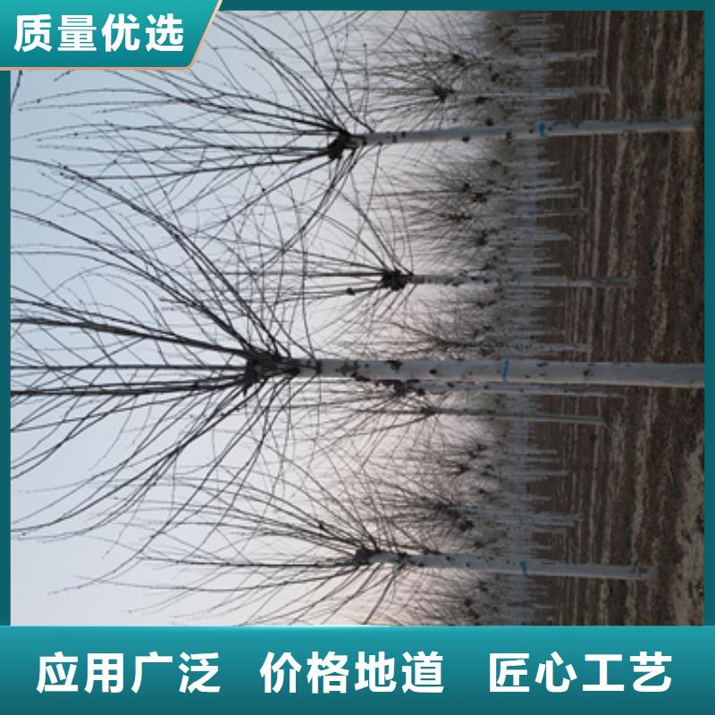 法桐質量放心苗木基地