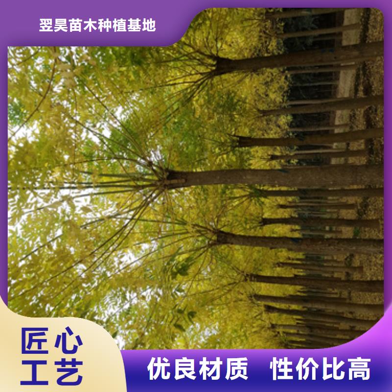 常年供應造型法桐-全國配送