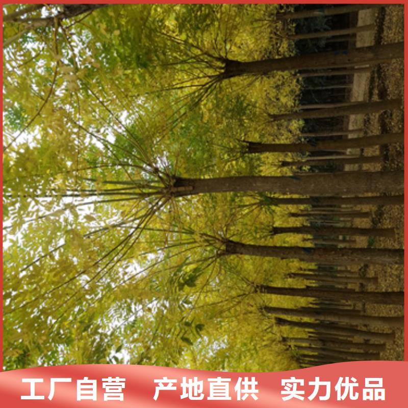 【法桐】美國紅楓產(chǎn)品參數(shù)