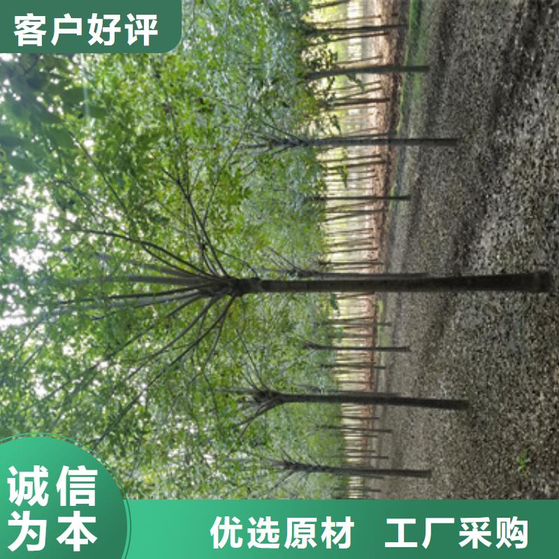 法桐質(zhì)量放心綠化苗木