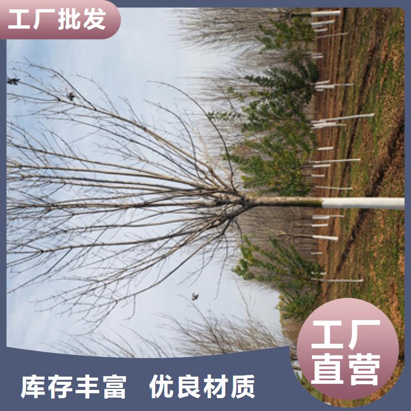 造型法桐种植基地绿化乔木