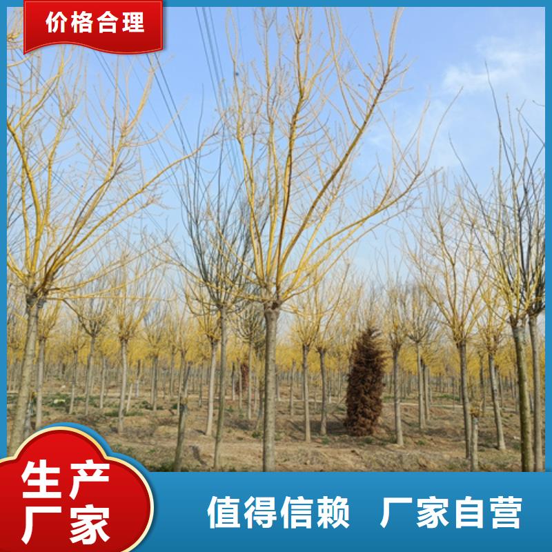 買(mǎi)速生法桐認(rèn)準(zhǔn)翌昊苗木種植基地