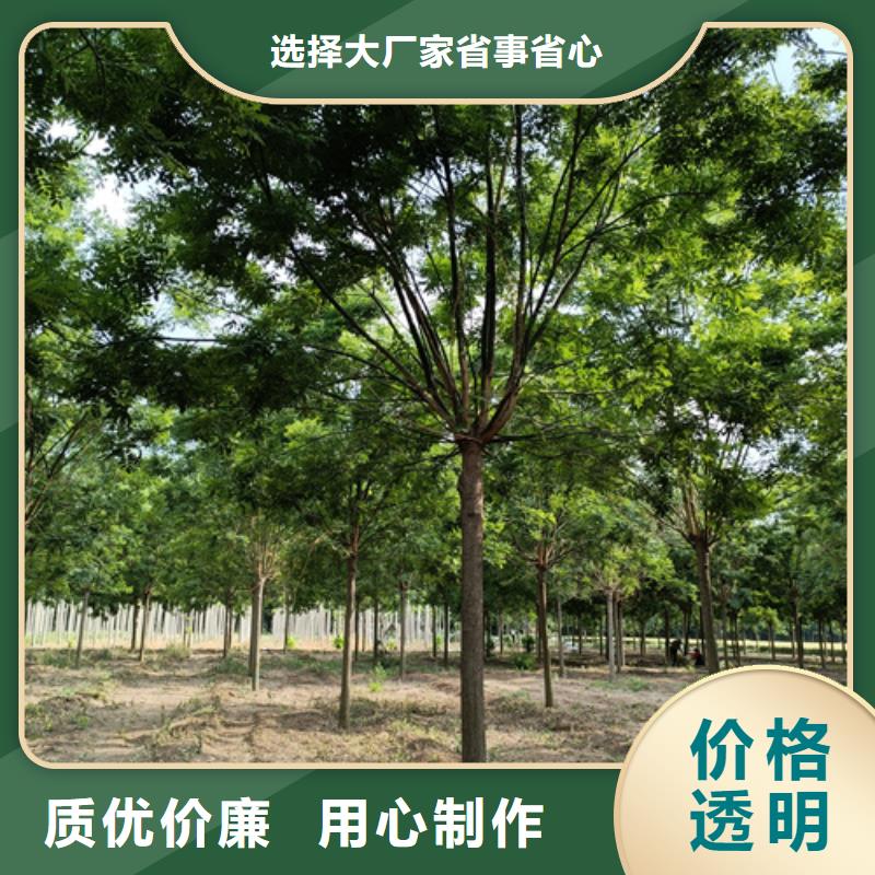 法桐价格种植基地绿化乔木