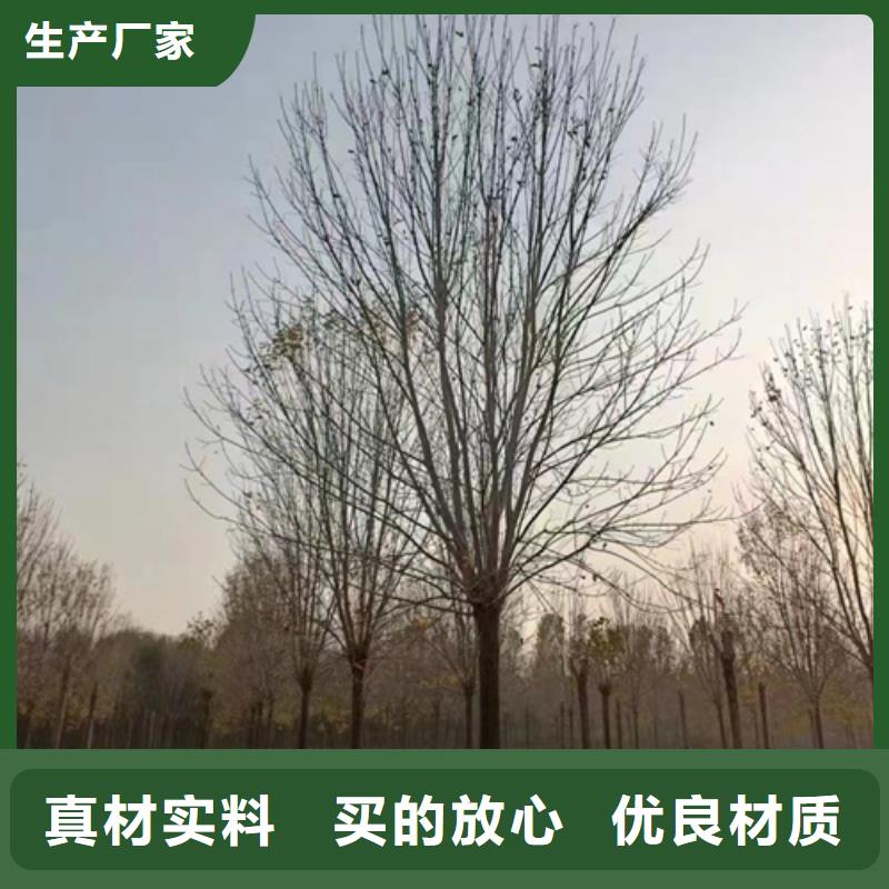 造型法桐種植基地綠化喬木