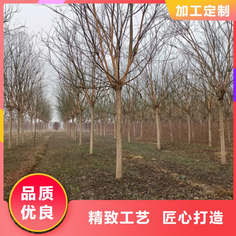 造型法桐種植基地綠化喬木