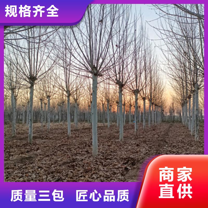 造型法桐_翌昊苗木種植基地