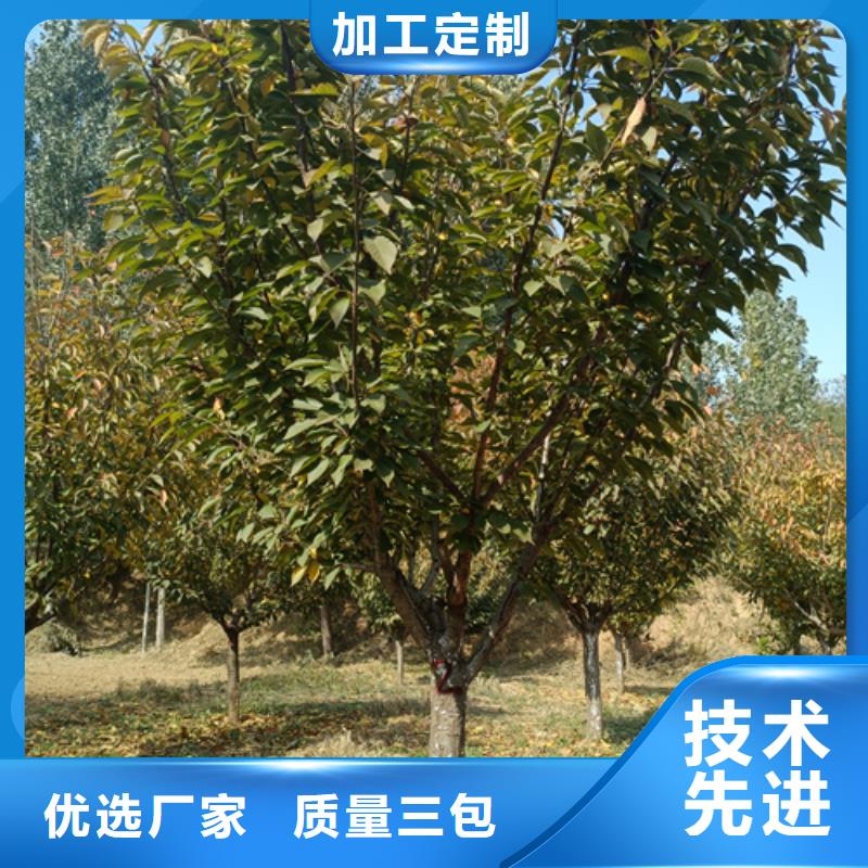 法桐【炫麗海棠】拒絕偽劣產(chǎn)品