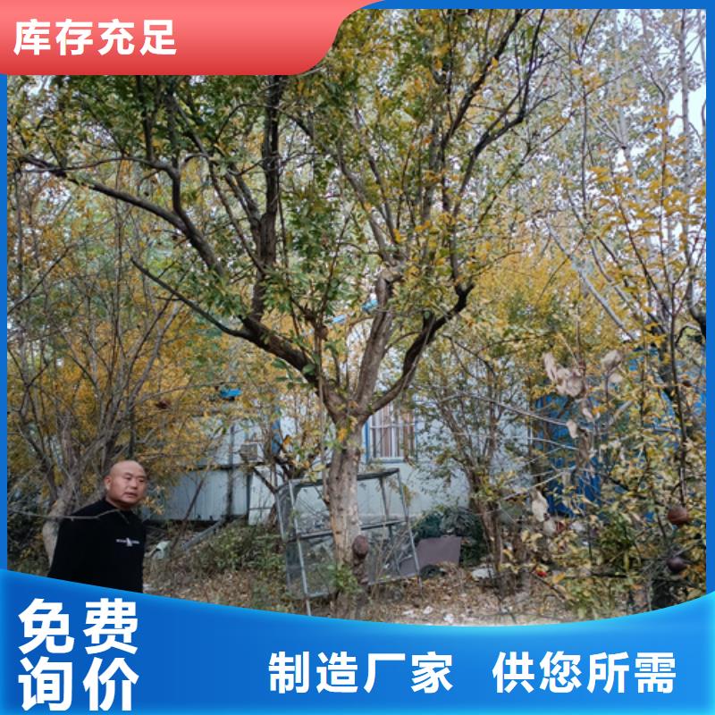 造型法桐定制-不另行收費