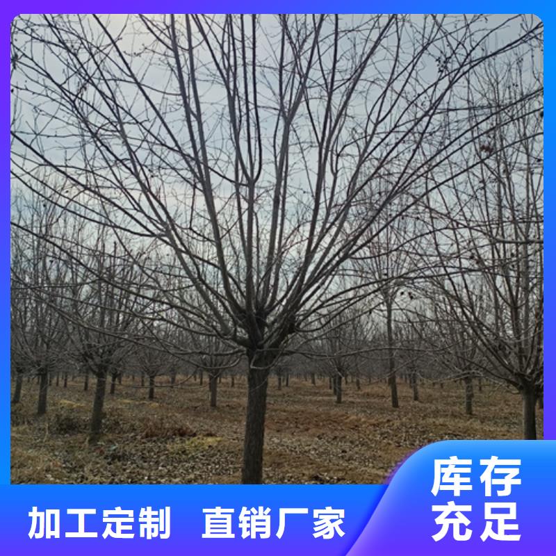 法桐價格價格合理苗木基地