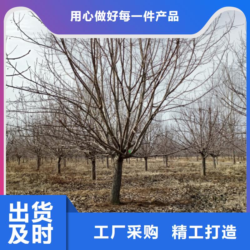 常年供應造型法桐-口碑好